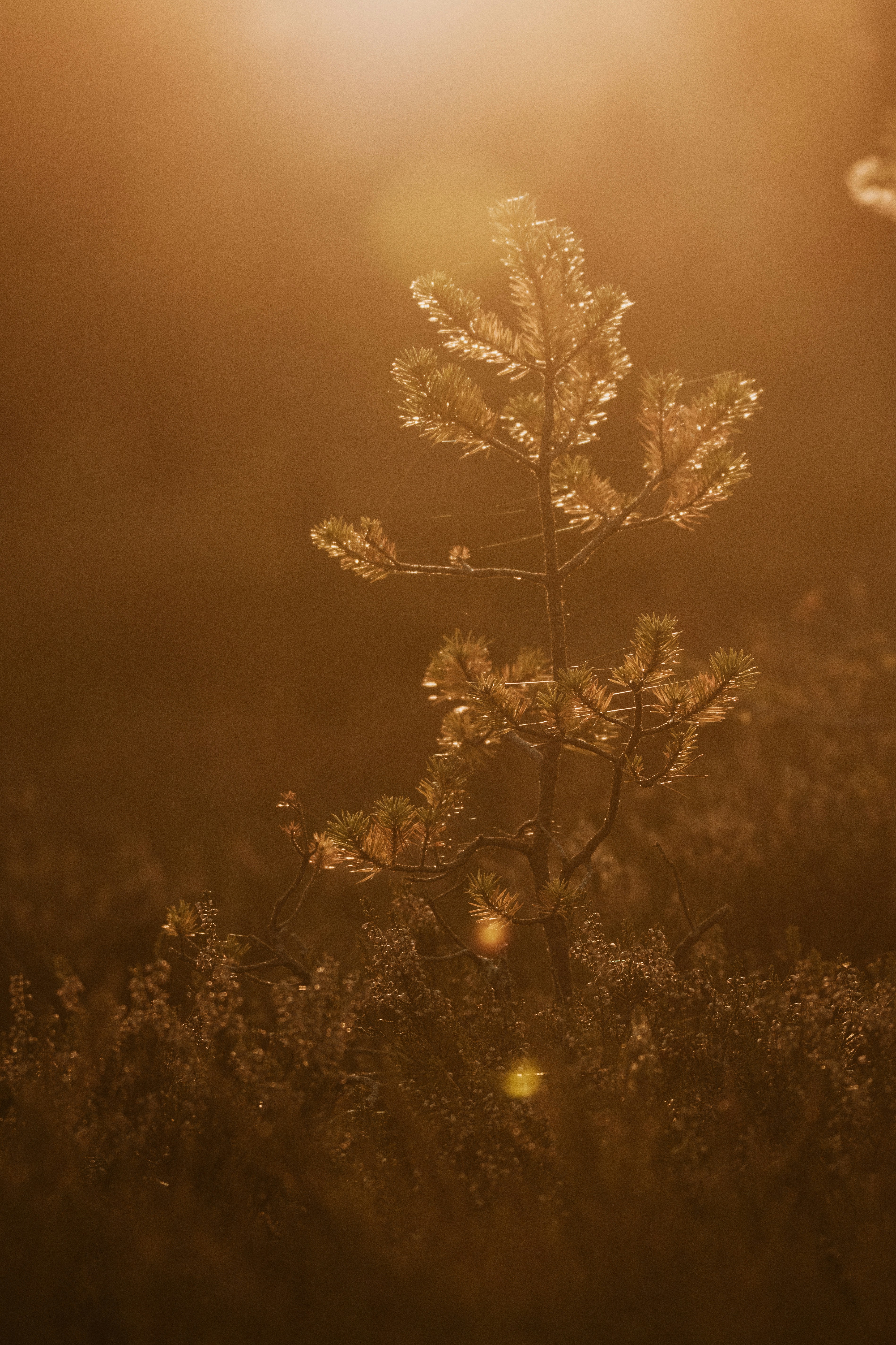 Photo by anitaaustvika