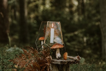 A serene forest setting featuring a terrarium with a lit white candle inside. Surrounding the terrarium are vibrant orange mushrooms placed on a wooden stump, accompanied by ferns and moss. The natural background consists of blurred green and brown foliage, creating a tranquil and mystical atmosphere.