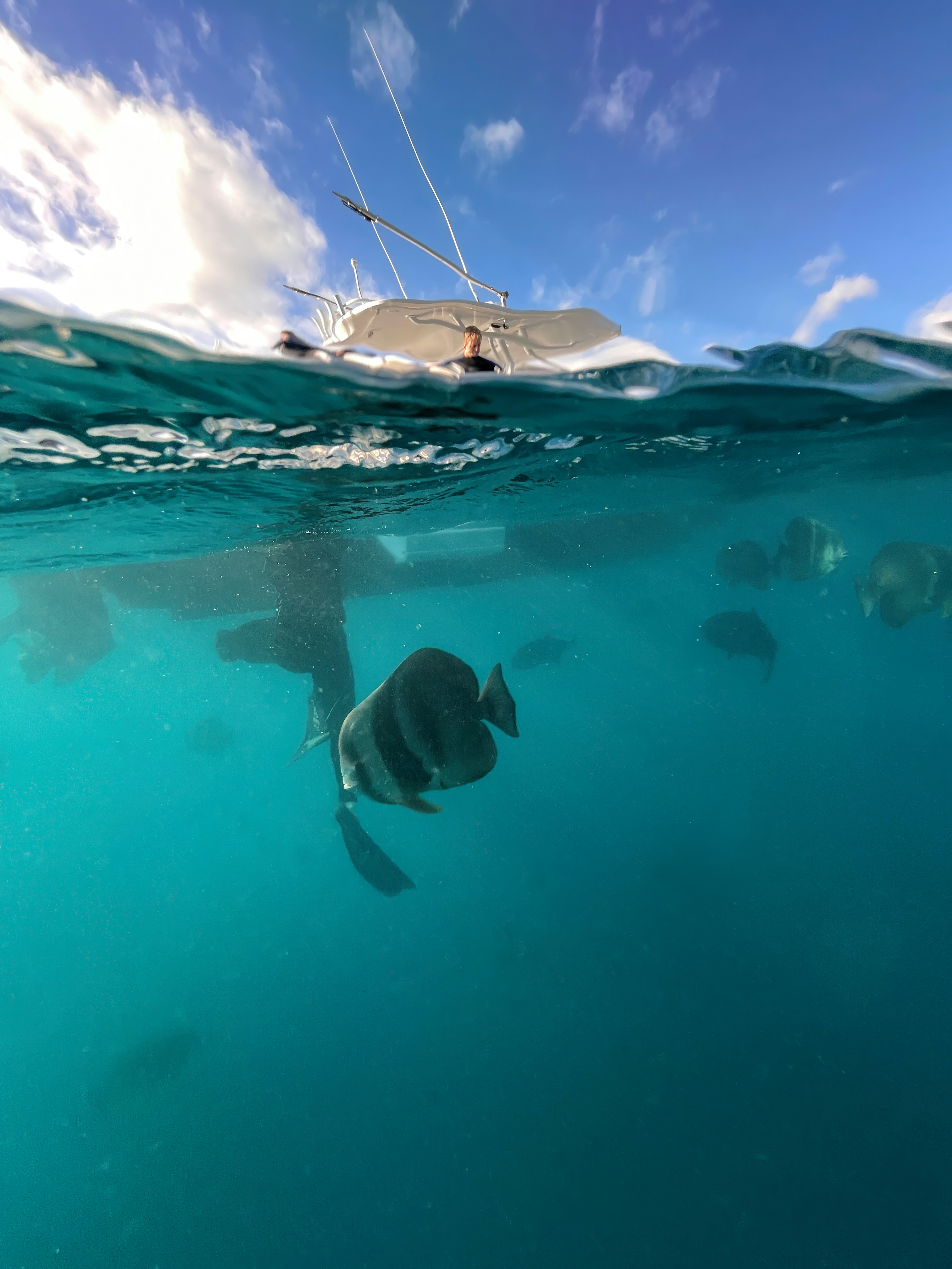 Snorkeling in the beautiful waters of Maui among vibrant marine life
