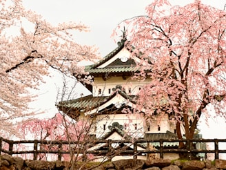 Beautiful cherry blossoms blooming at Hirosaki Park, Aomori Prefecture, Japan