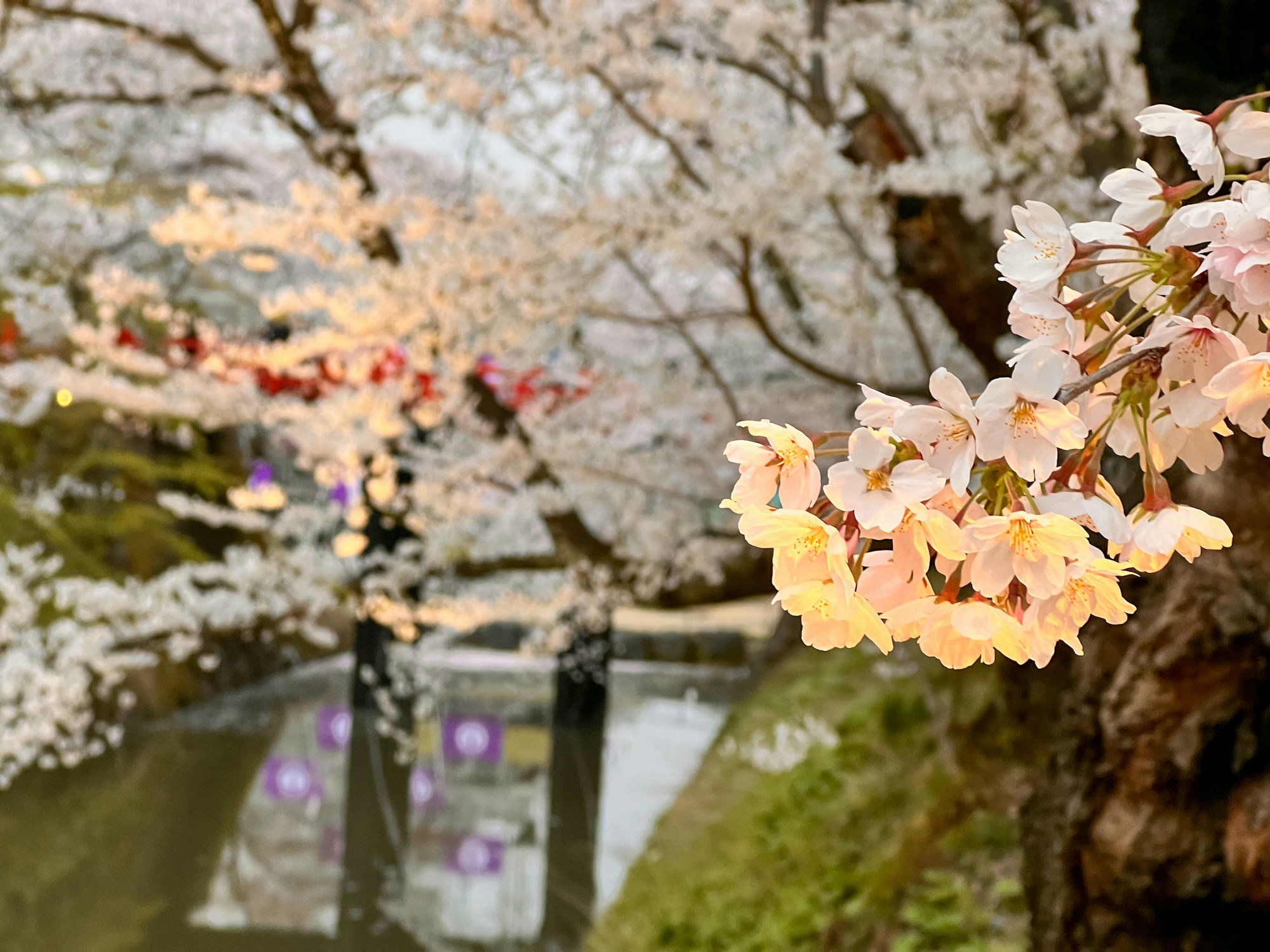 What to See in Hirosaki: A Complete Travel Guide