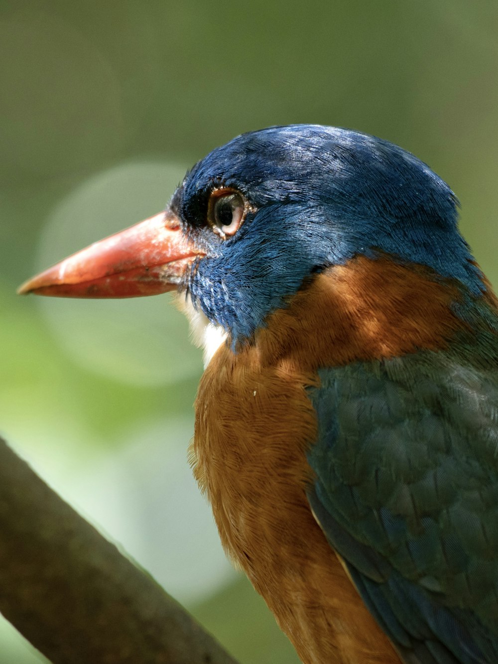 a colorful bird sitting on top of a tree branch