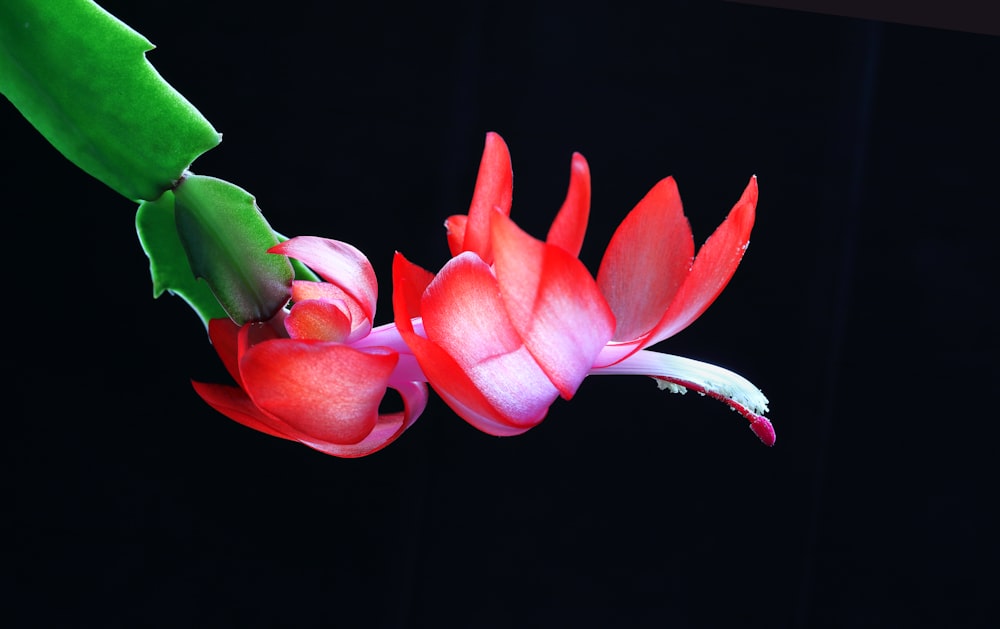 a close up of a flower on a plant