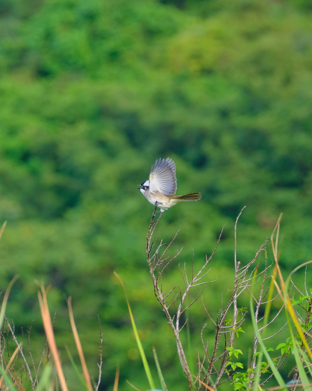 a small bird flying over a lush green forest