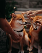Two Shiba Inu dogs are receiving affection from several hands around them. The setting appears to be a softly lit outdoor area, giving a warm, cozy vibe. The dogs appear calm and content.