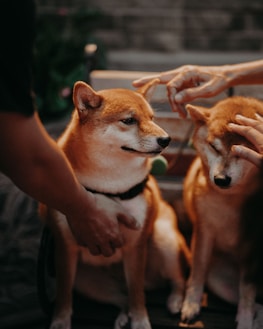 Volunteers working together at a local animal shelter, smiling and caring for dogs.