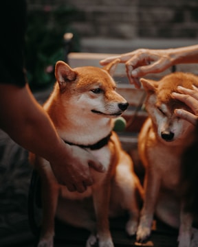 Two Shiba Inu dogs are receiving affection from several hands around them. The setting appears to be a softly lit outdoor area, giving a warm, cozy vibe. The dogs appear calm and content.