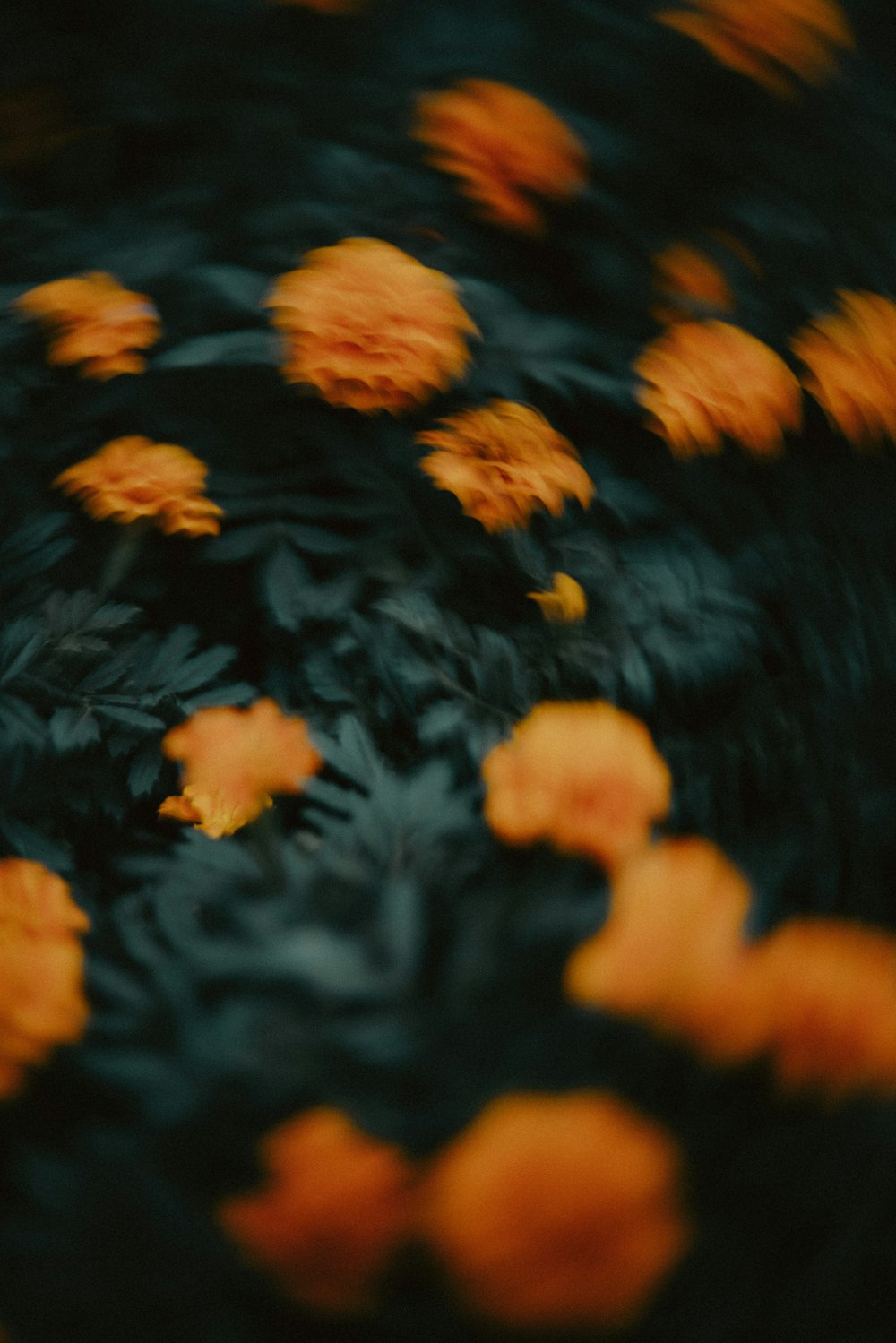 a bunch of orange flowers floating in the air