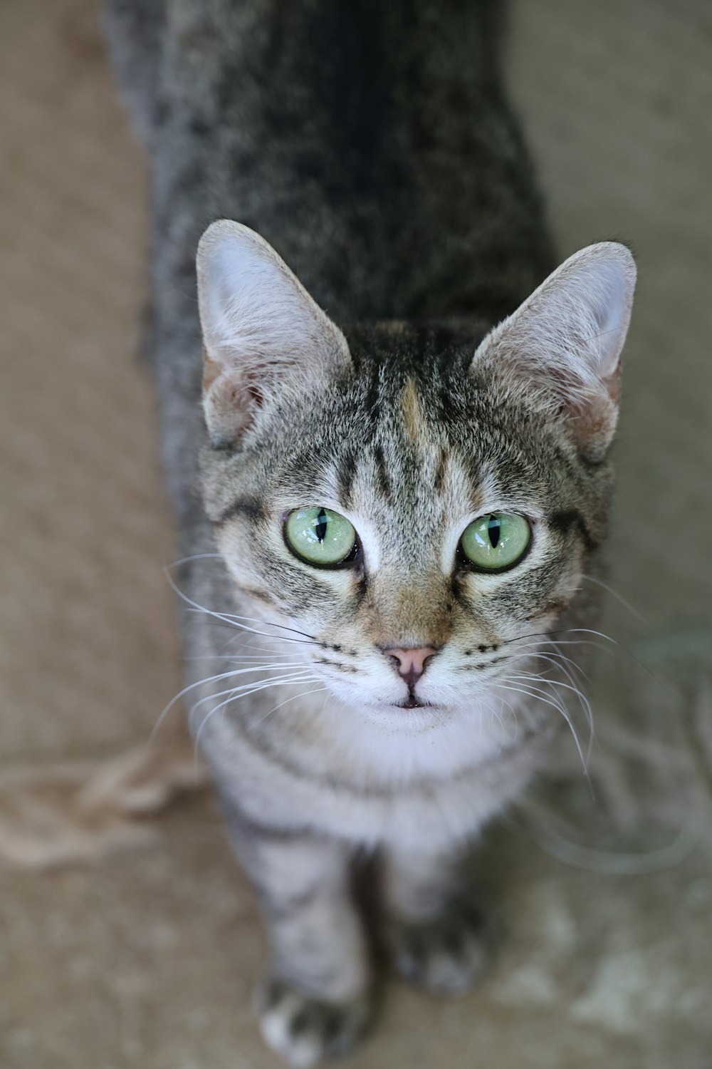 a cat with green eyes looking up at the camera