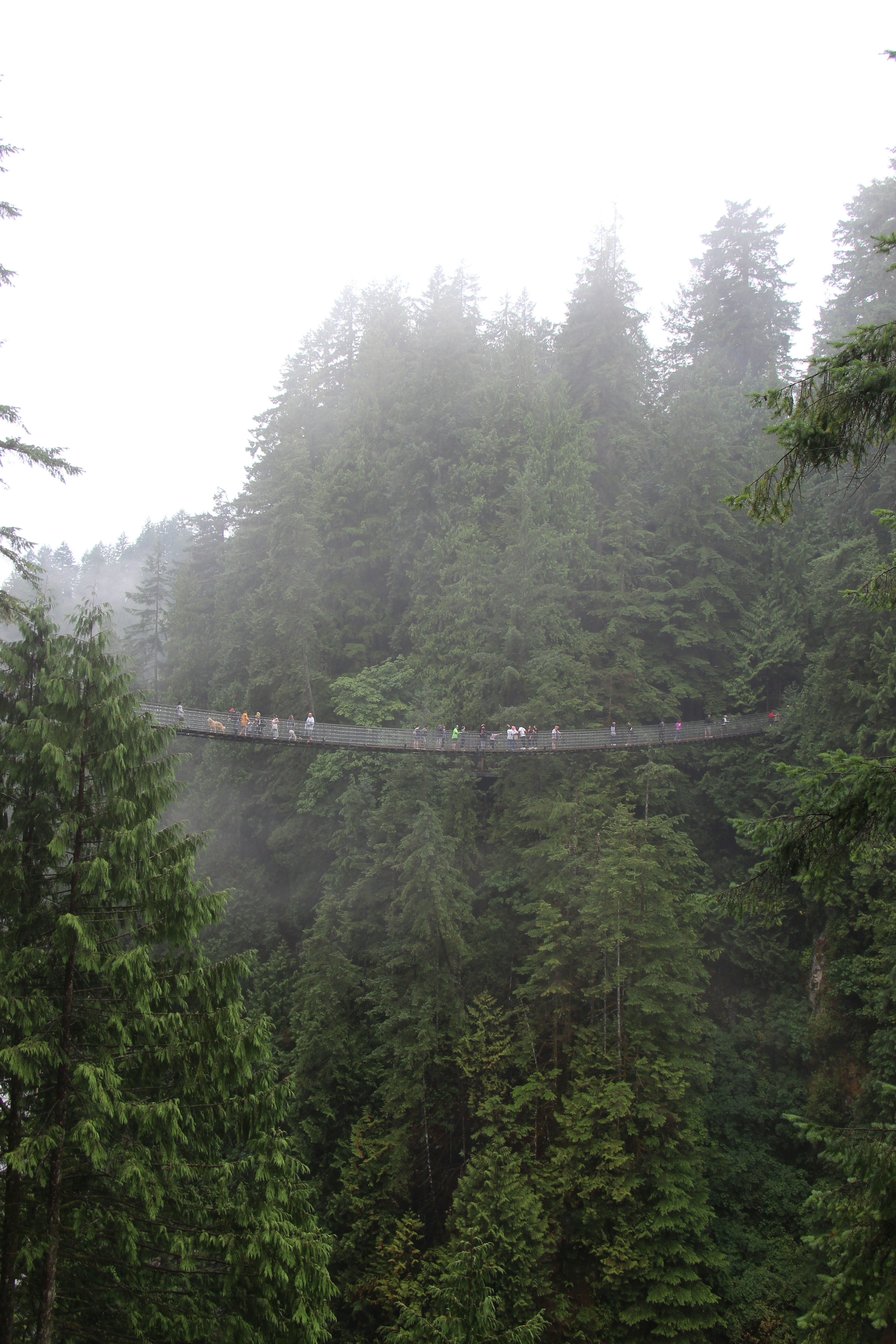 A misty hanging bridge weaving through lush green rainforest canopy at dawn.