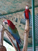 Two colorful parrots with vibrant red, green, and blue plumage perch on natural wooden branches within an enclosure with a netted ceiling.
