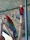 Two colorful parrots with vibrant red, green, and blue plumage perch on natural wooden branches within an enclosure with a netted ceiling.