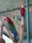 Two colorful parrots with vibrant red, green, and blue plumage perch on natural wooden branches within an enclosure with a netted ceiling.