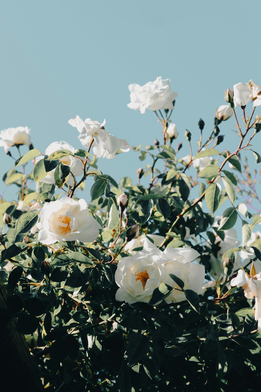 a bush with white flowers and green leaves