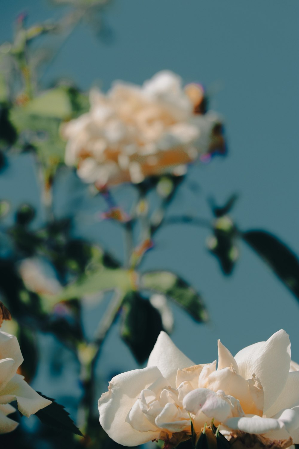 a close up of a flower with a sky background