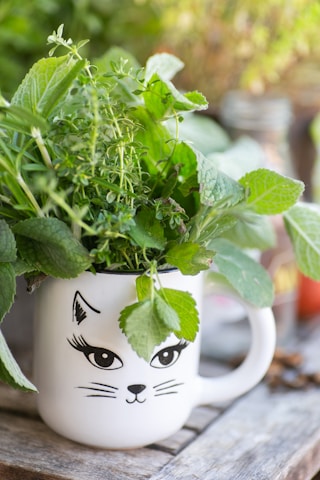 Close-up of fresh moringa leaves with a backdrop of cozy cat accessories.