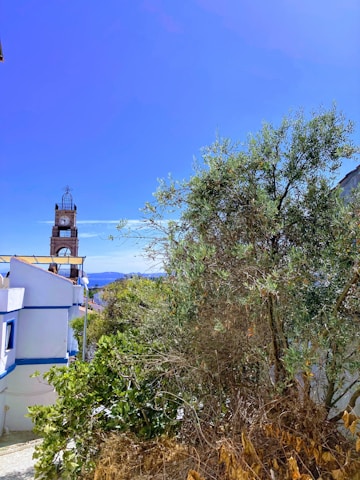 A peaceful afternoon scene of Kingstown’s town hall surrounded by vibrant trees and a clear blue sky.