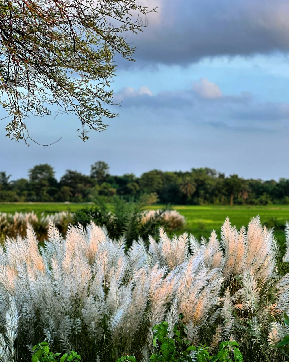 a field of grass with trees in the background