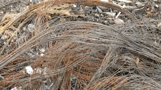 A tangled mass of metallic wires and strands lies on a ground covered with ash and debris, possibly from a burnt object. The wires are predominantly rusted, indicating weathering or exposure to elements over time, and are intertwined chaotically.