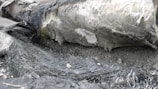 Close-up of safely packaged asbestos materials ready for disposal.