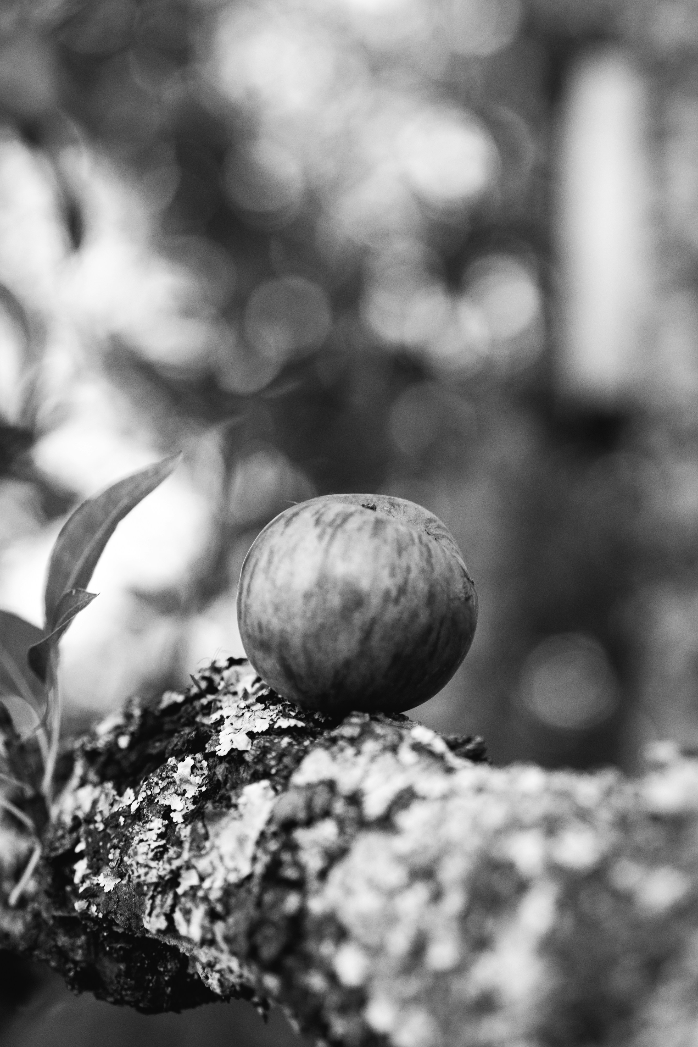 Understanding Monosemanticity: Definitions, Challenges, and Insights