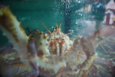 A close-up view of a large crab inside an aquarium, with multiple legs and pincers visible. The background is a watery, slightly murky green, with bubbles rising to the surface.
