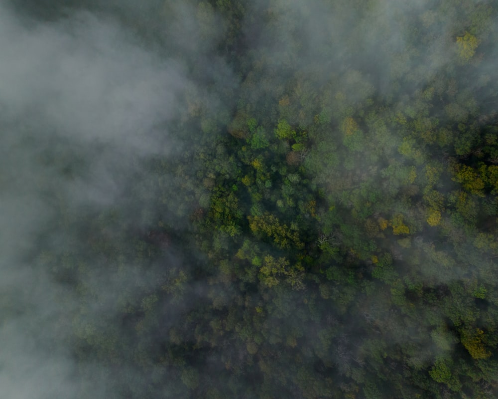 an aerial view of a forest in the middle of the day