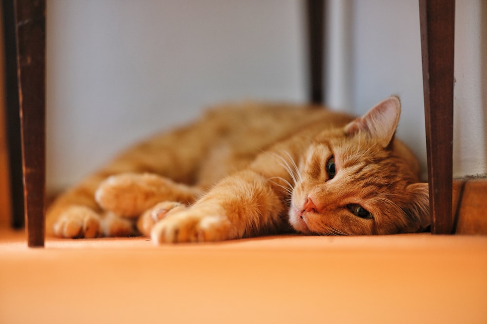 an orange cat laying on the floor next to a chair