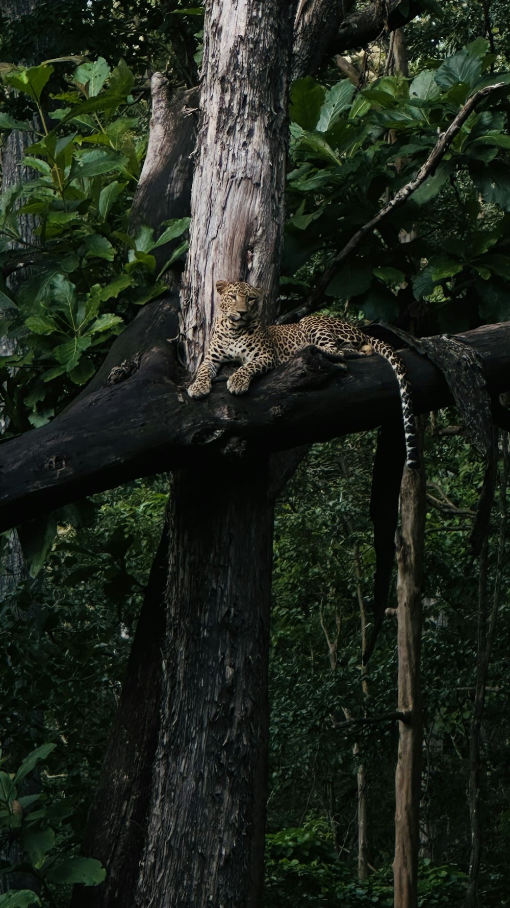a leopard laying on top of a tree in a forest