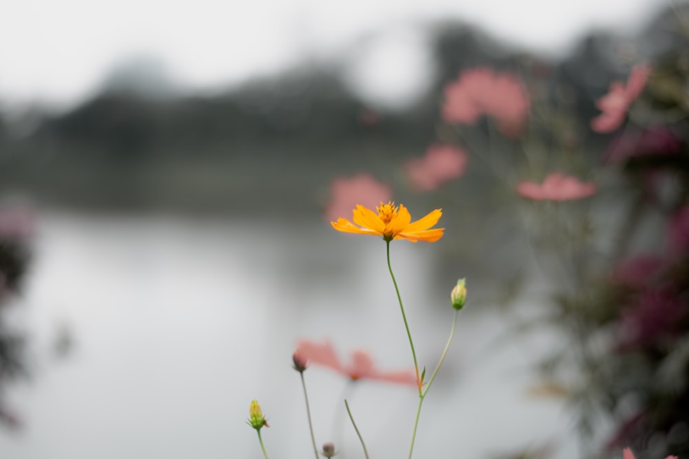 a single yellow flower in front of a body of water