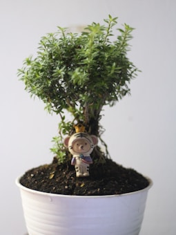 A small ornamental tree with lush green foliage is planted in a white pot. At the base of the tree, there is a small figurine of a bear wearing a crown and a costume.