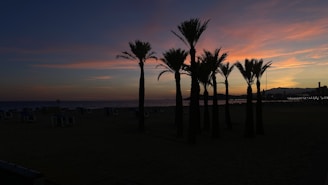 A vibrant sunset over the serene beaches of Sri Lanka, with palm trees silhouetted against the colorful sky.