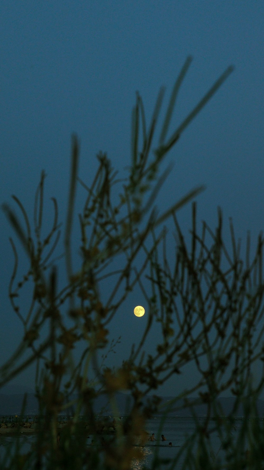 Una luna llena vista a través de las ramas de un árbol