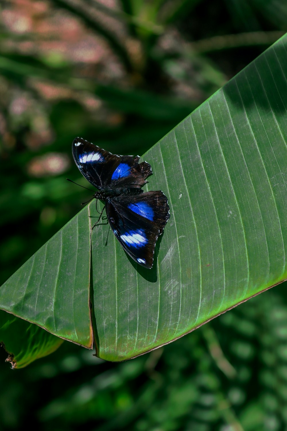 two butterflies sitting on top of a green leaf