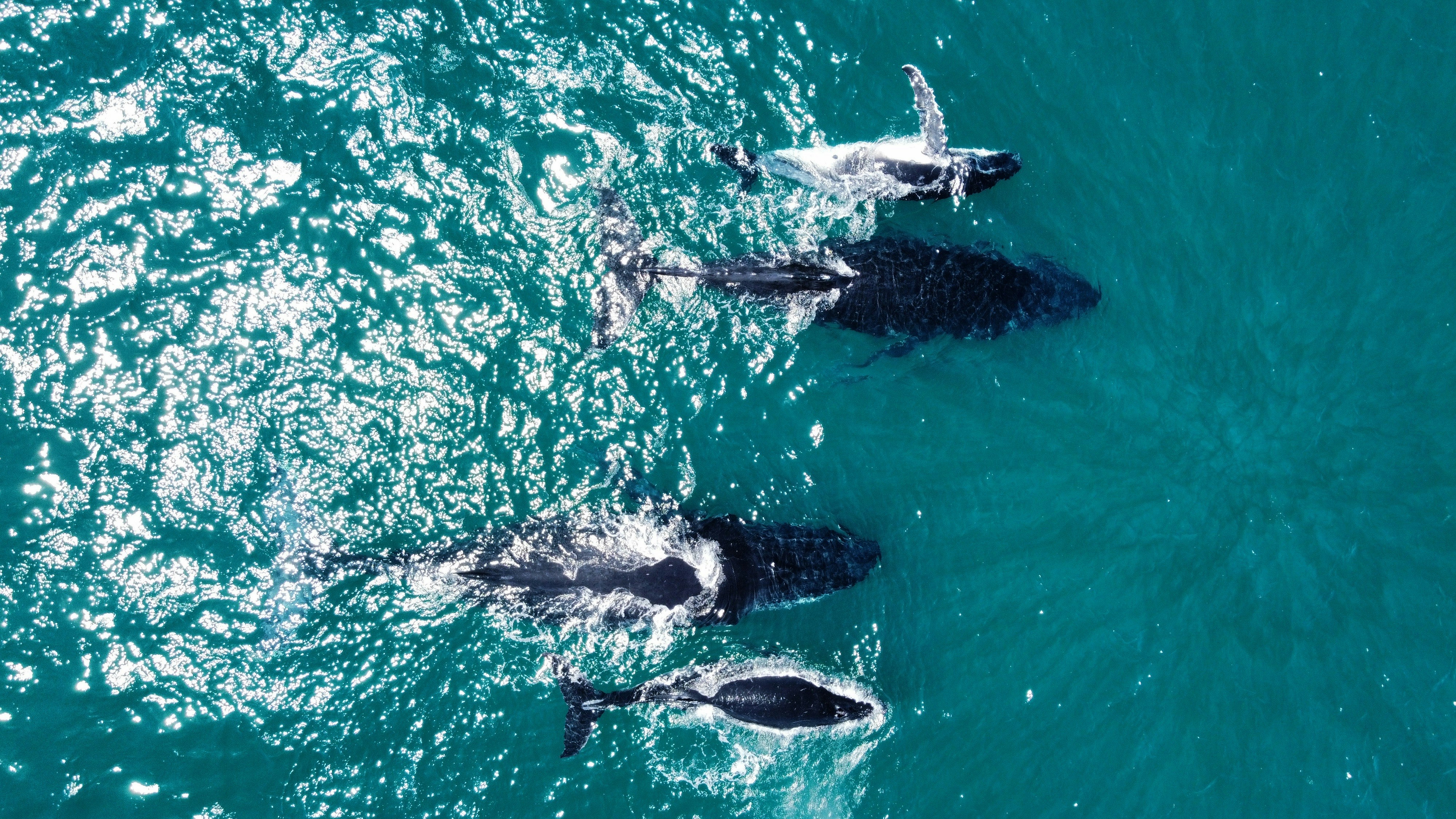 a group of dolphins swimming in the ocean