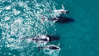 A group of four whales swimming in clear blue ocean water. Two calves are visible alongside two adults, creating an image of a pod moving together.
