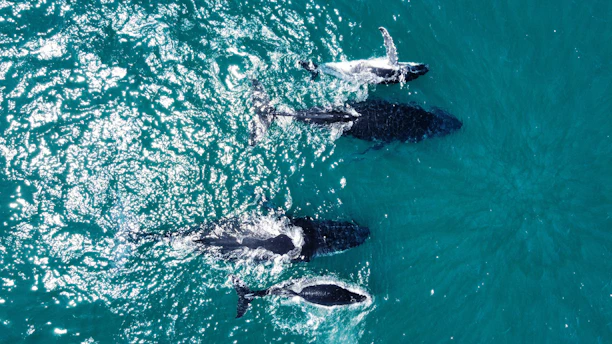 a group of dolphins swimming in the ocean