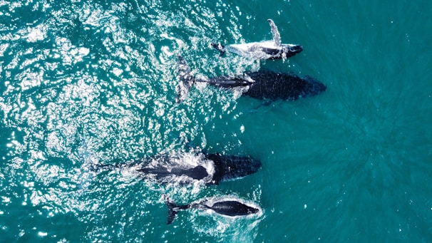 A group of four whales swimming in clear blue ocean water. Two calves are visible alongside two adults, creating an image of a pod moving together.