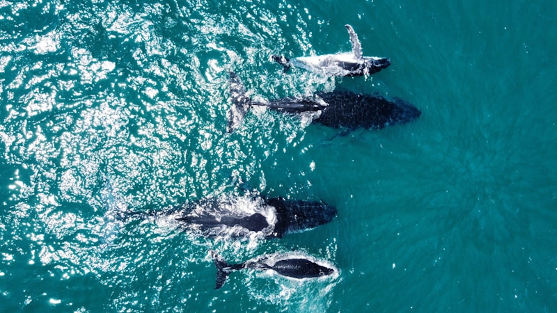 Discovering the Majestic World of Whales