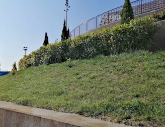 A sloped area covered with well-maintained green grass and neatly trimmed bushes. Several tall, conical shrubs are visible against a clear blue sky. A metal railing runs along the top of the slope, and a light pole is visible in the background.