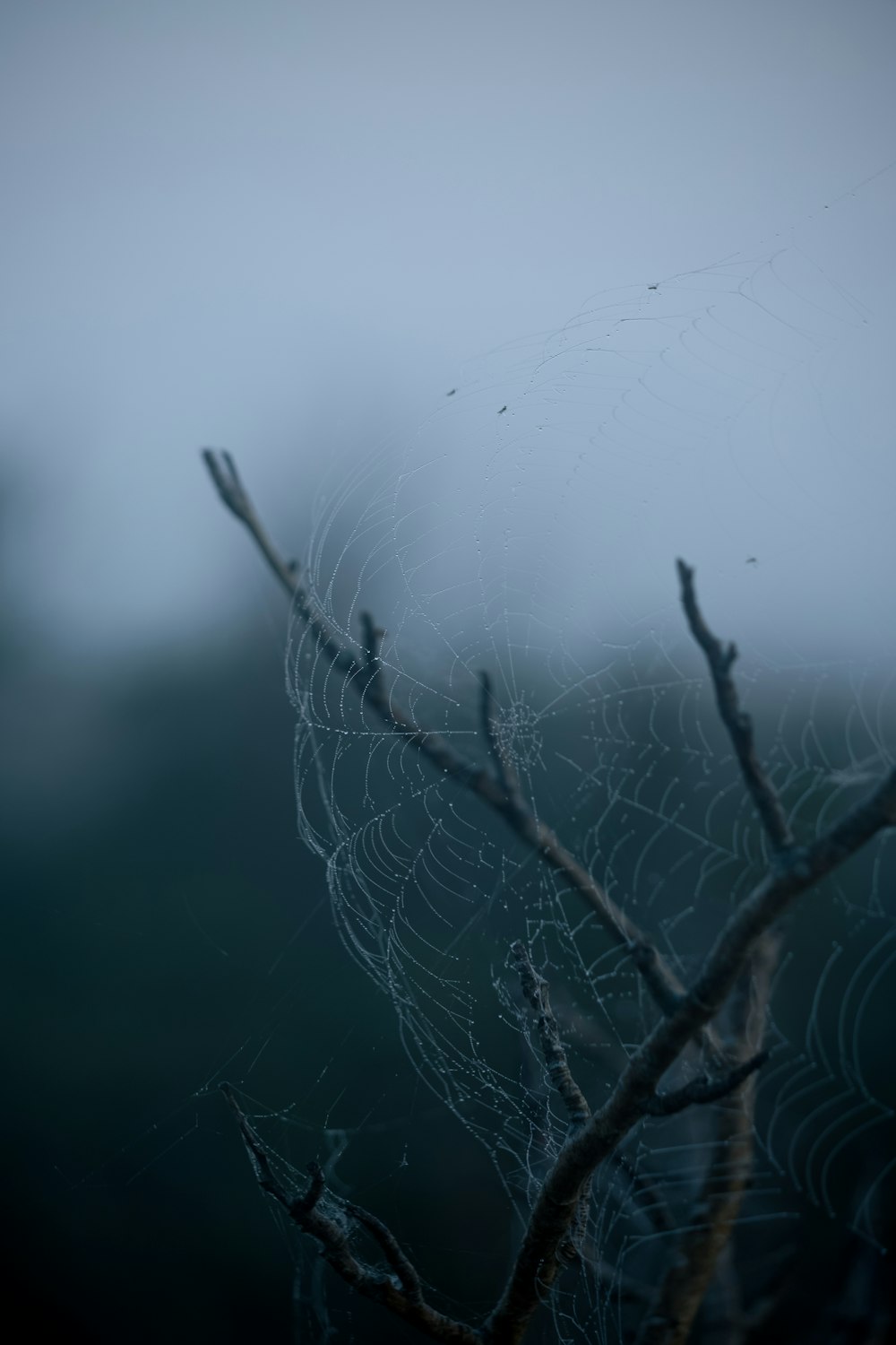 a spider web hanging from a tree branch