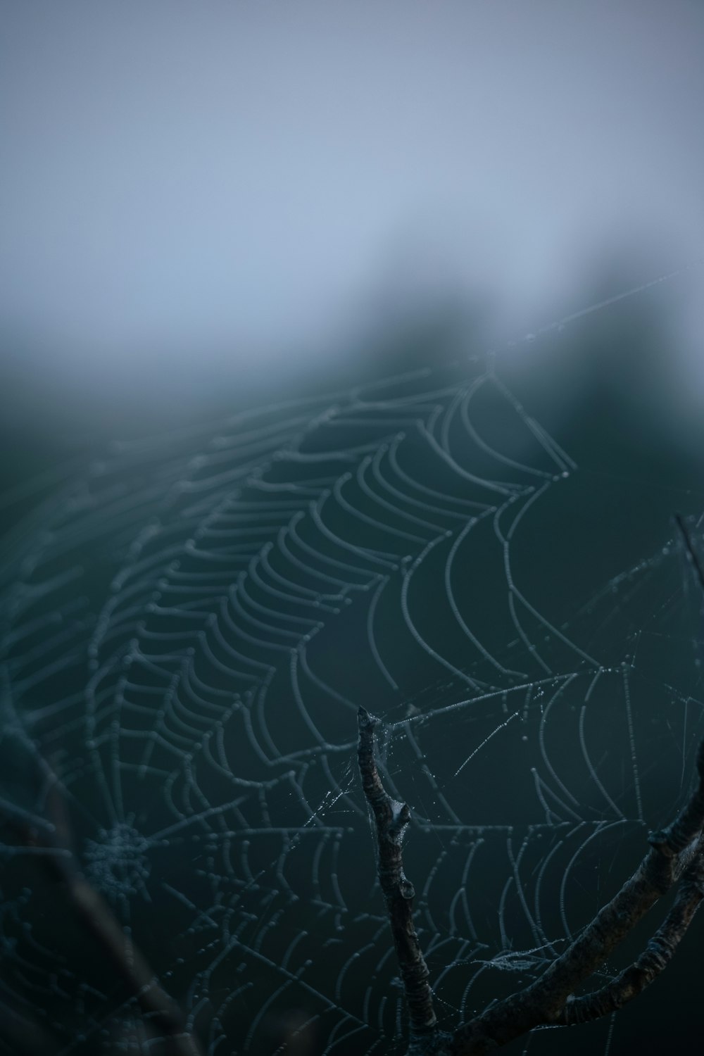 Una tela de araña cuelga de la rama de un árbol