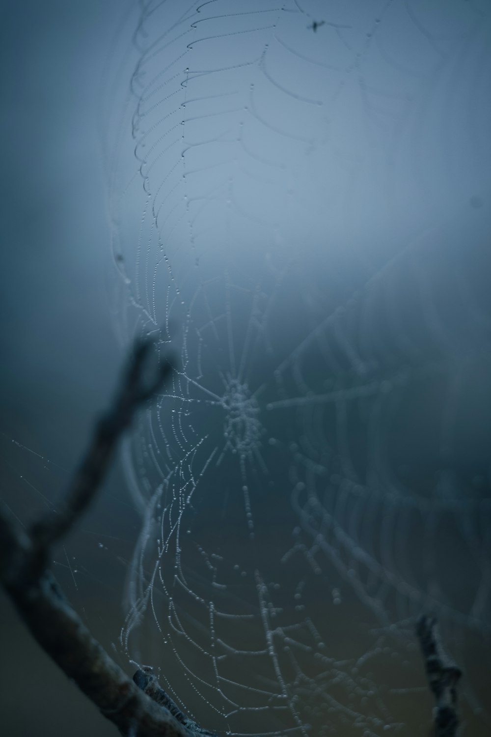 a spider web hanging from a tree branch