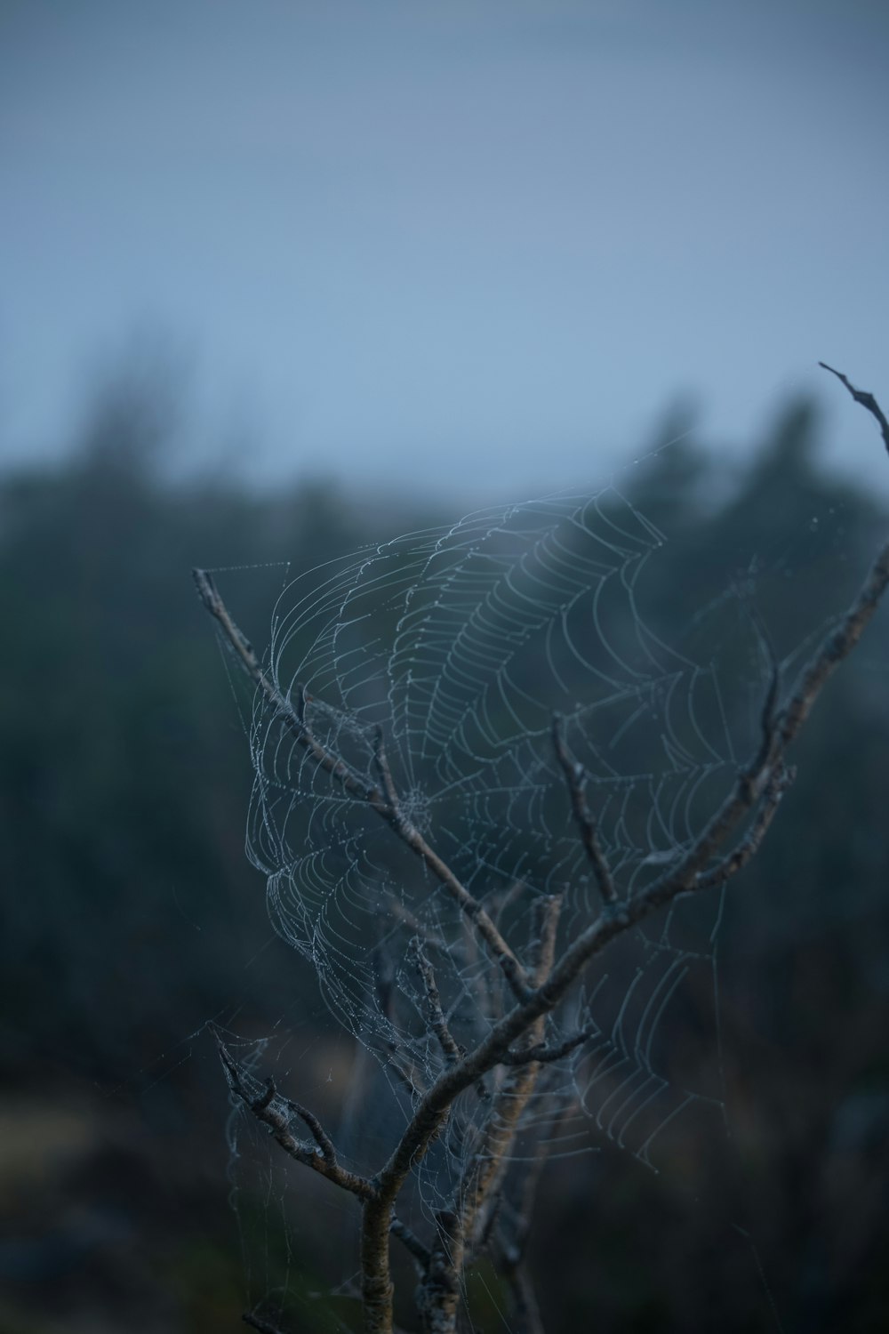 a spider web hanging from a tree branch