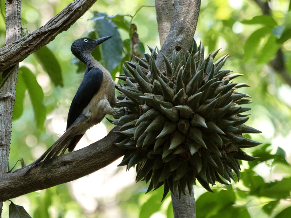 a bird sitting on a tree branch with a large fruit