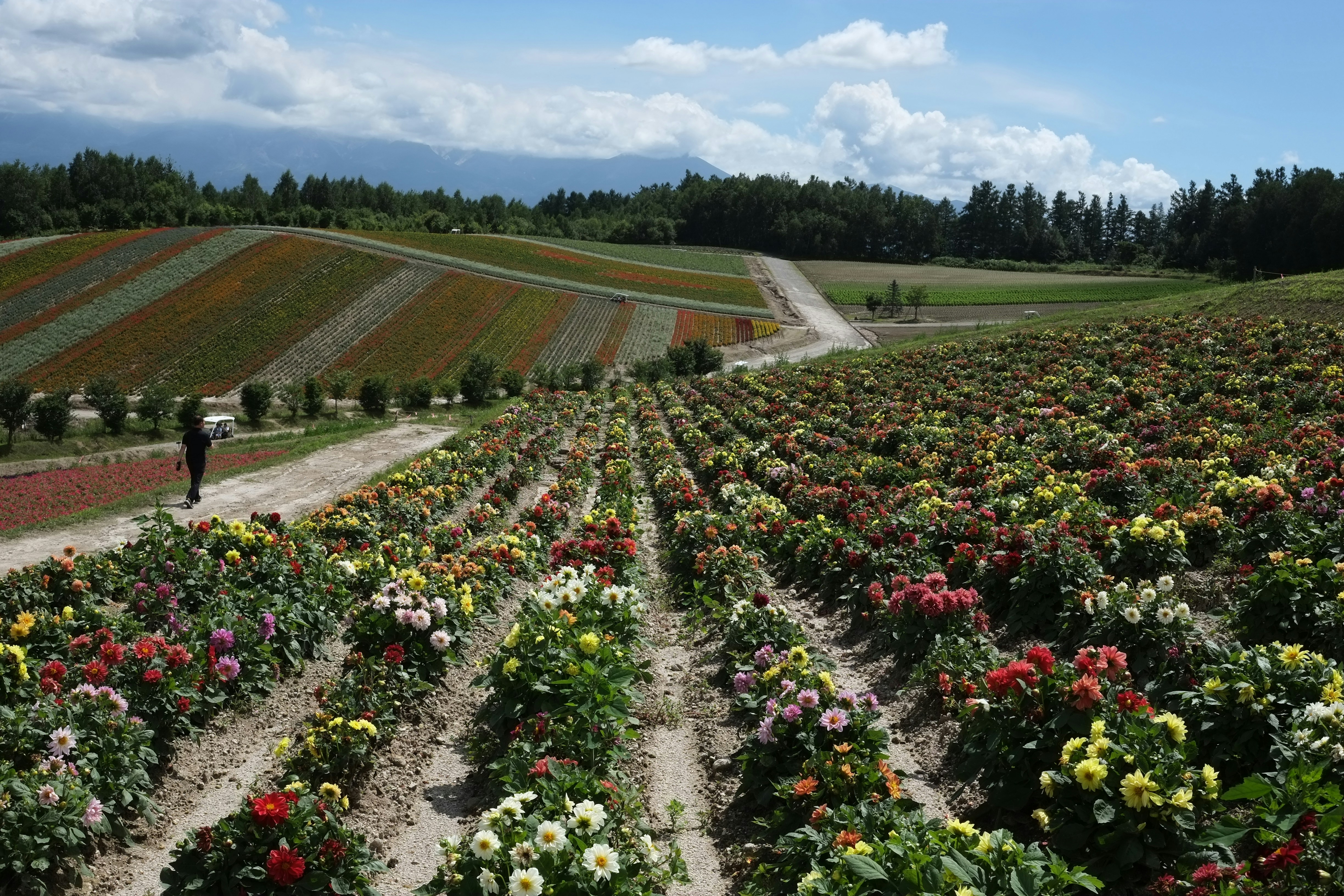 a person walking through a field of flowers