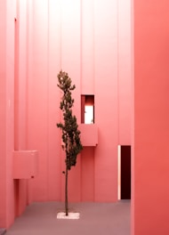 A minimalistic architecture scene with tall, pink walls and a single sparse tree in a paved courtyard area. The geometric design features narrow vertical panels with a couple of small windows that allow soft natural light to enter, highlighting the contrast between the smooth surfaces and the organic form of the tree.