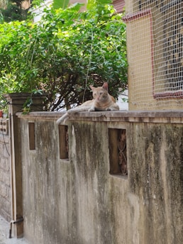 A relaxed cat lounges on the top of an old, weathered wall with some small openings. Behind the wall, lush green foliage provides a verdant backdrop, and a building with protective netting is visible on the right side.