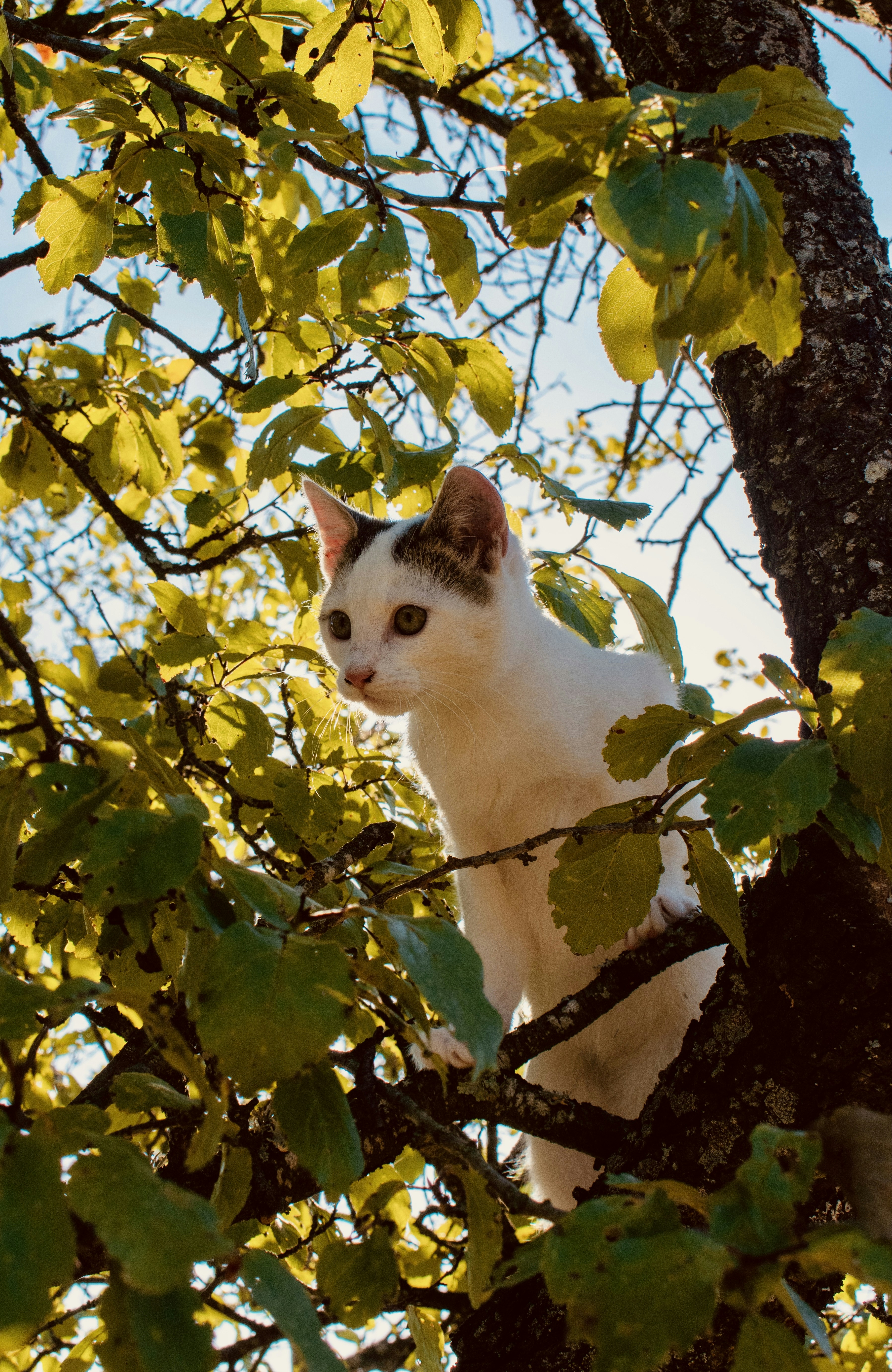 A white cat sitting on top of a tree branch photo – Free Cat Image on ...