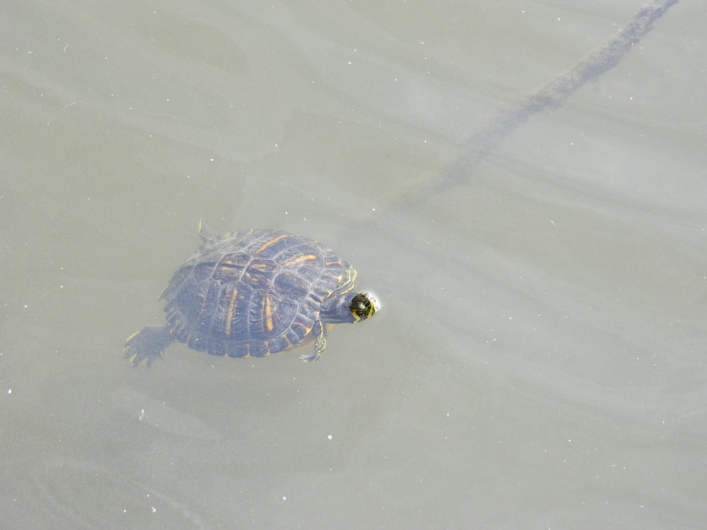 a turtle swimming in a body of water